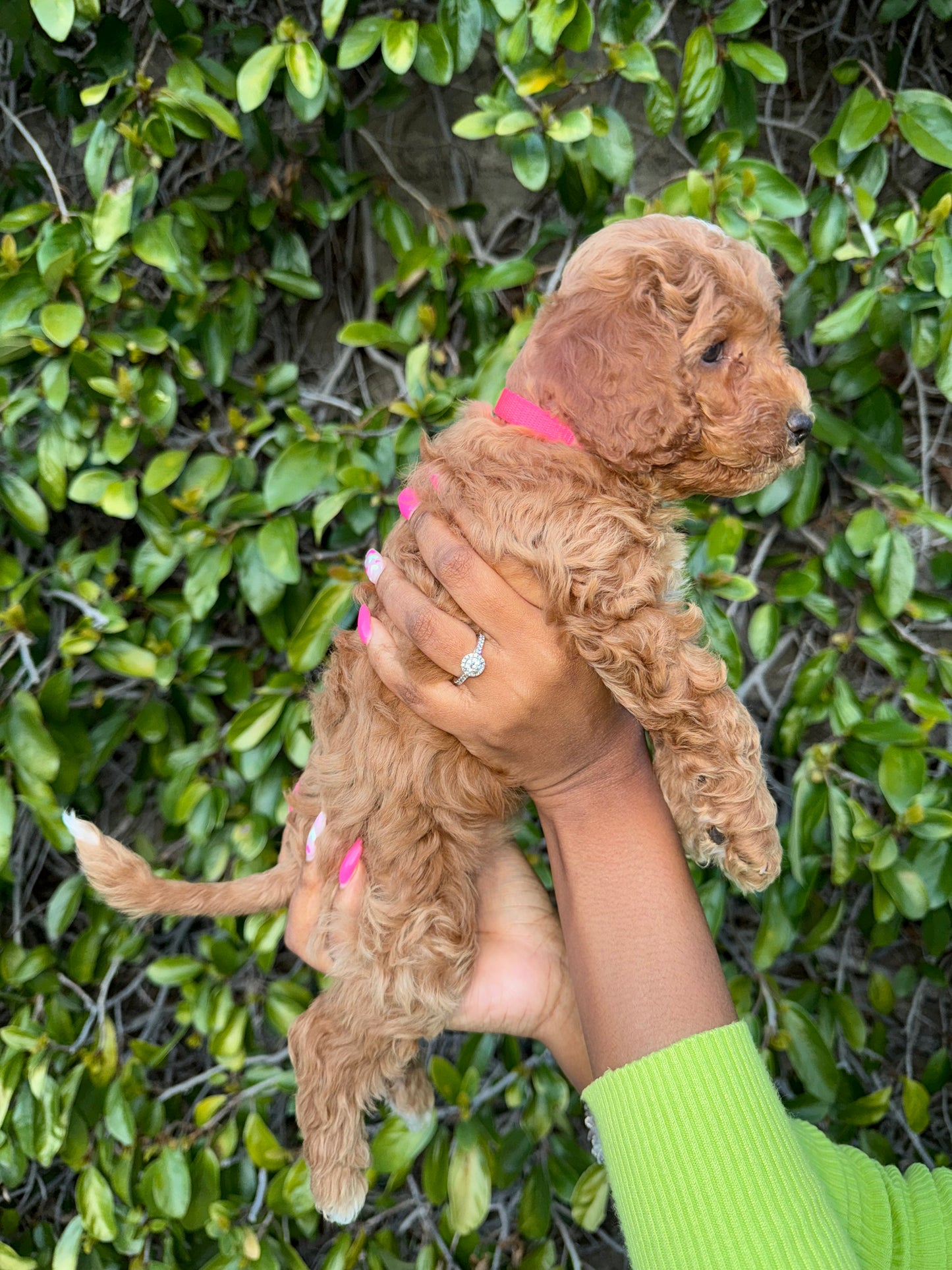 Coco Paige - 7th and Last Pup - PURCHASED PUP