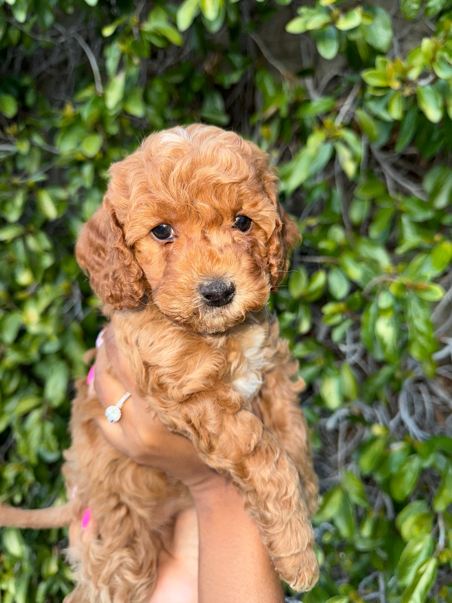 Coco Paige - 7th and Last Pup - PURCHASED PUP